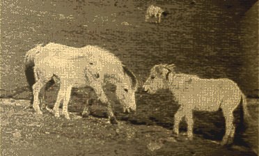 ЖЕРЕБЕНОК6