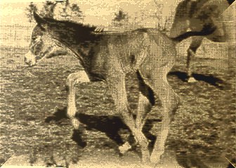 ЖЕРЕБЕНОК9