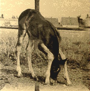 ЕГО0